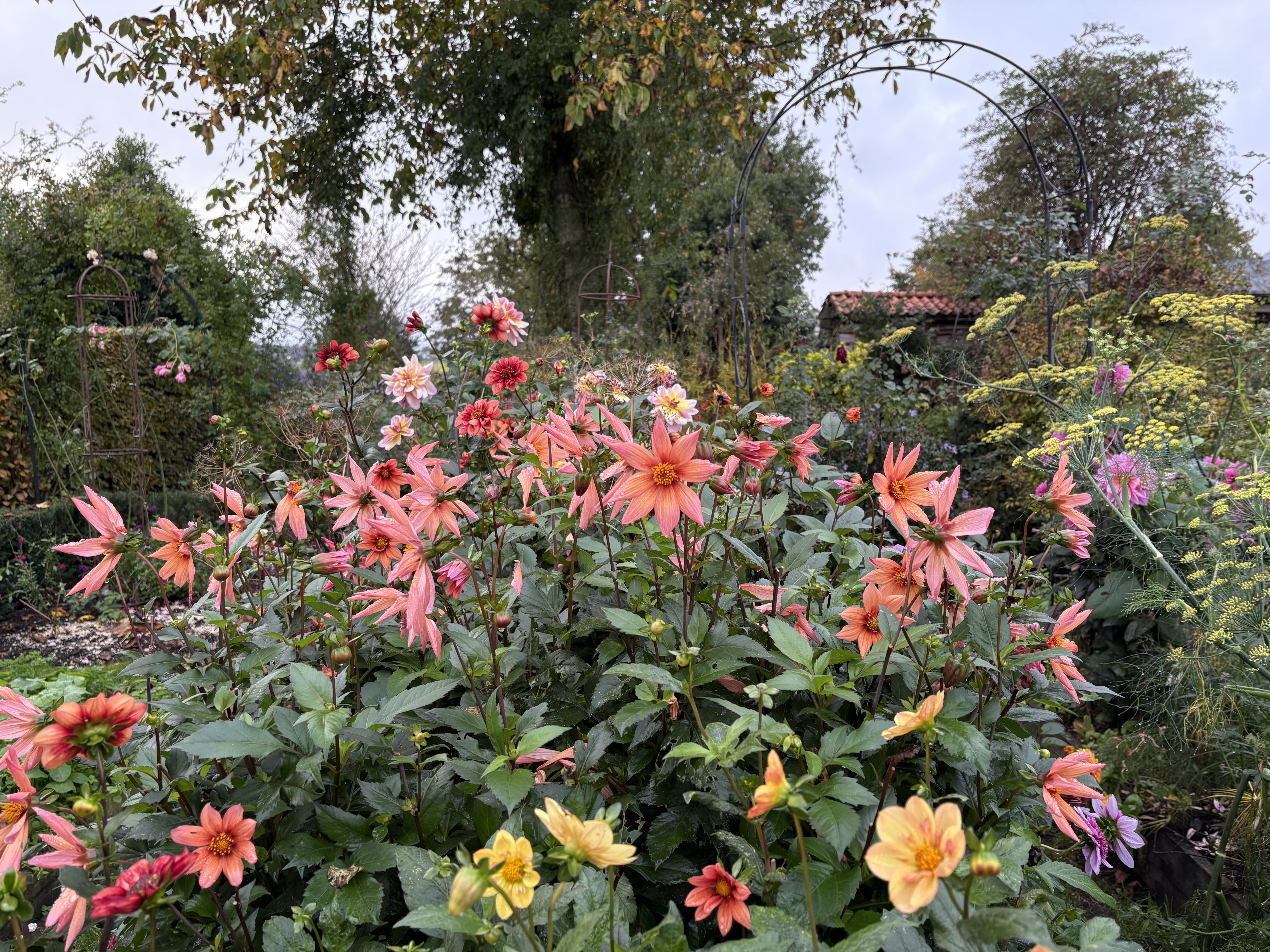 Wanneer kunnen je dahlia’s de grond in?